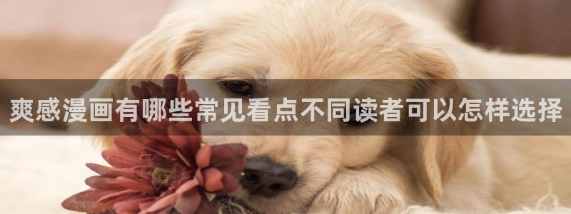 樱花日语JLPT：爽感漫画有哪些常见看点不同读者可以怎样选择